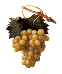 grapes.gif (20782 bytes)